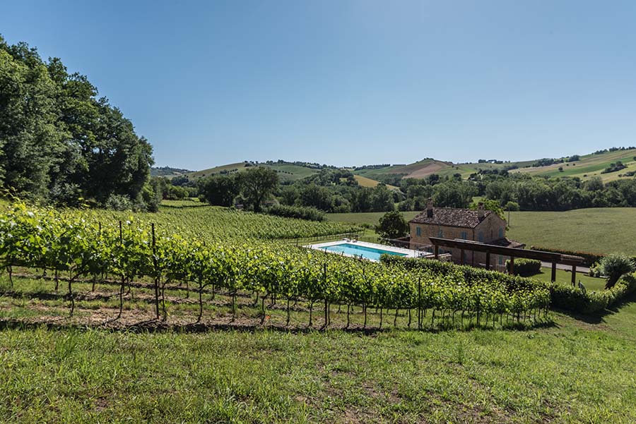 Vineyard and pool in the Marche countryside at Casale Vigneto